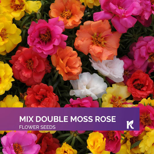 2000 PCS - Mix Double Moss Rose Seeds for Planting (Portulaca Grandiflora) - Non-GMO Heirloom Seeds, Purslane Flower Seeds for Planting