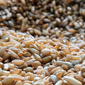 Sterilized Rye Grain Bags: Organic Mushroom Substrate with Self-Healing Injection Port