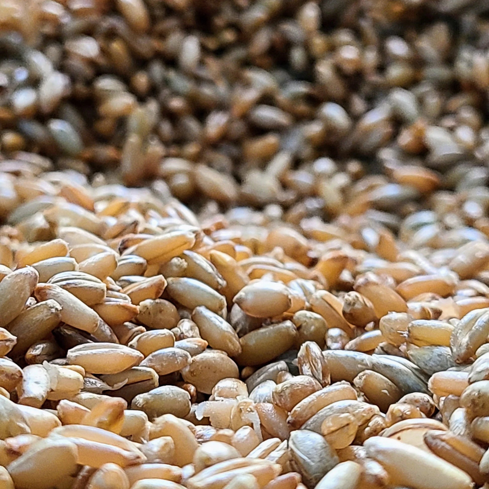 Sterilized Rye Grain Bags: Organic Mushroom Substrate with Self-Healing Injection Port