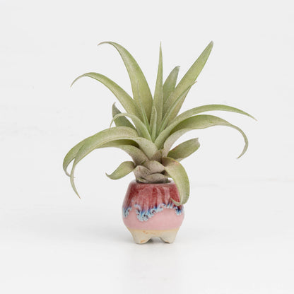 Super mini thumb size ceramic planter set, baby lithops pot, cactus pot, succulent pot, minimalist pot, thick pot, indoor planting pot