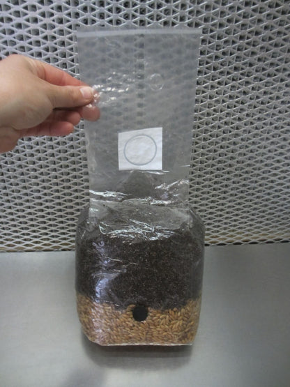 All In One LARGE 4 LB Mushroom Grow Bag - Dung Lovers Substrate & Injection Port