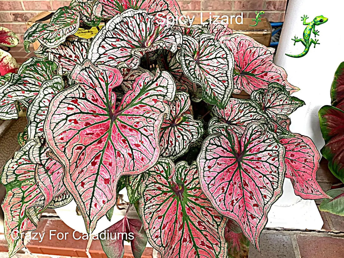 Caladium 'Spicy Lizard' Size#2(2 Bulbs), Size #1(1 bulb)**New Crop 2025 **Available to ship now!!!