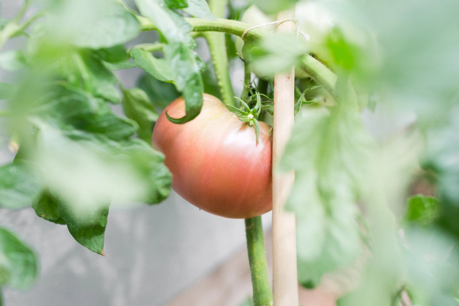 Certified Organic Tomato Seeds Collection (10-Pack) – 100% Non GMO, Open Pollinated Varieties – With Planting Guide