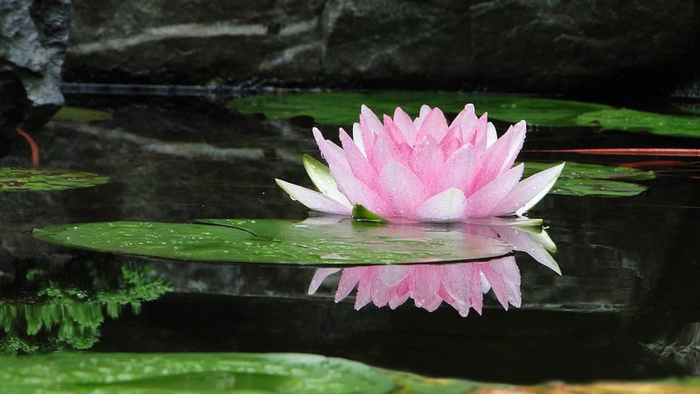 Sacred Lotus Bonsai Seeds, Pink Nelumbo Nucifera, For growing in Pond or Water Bowl NE8006