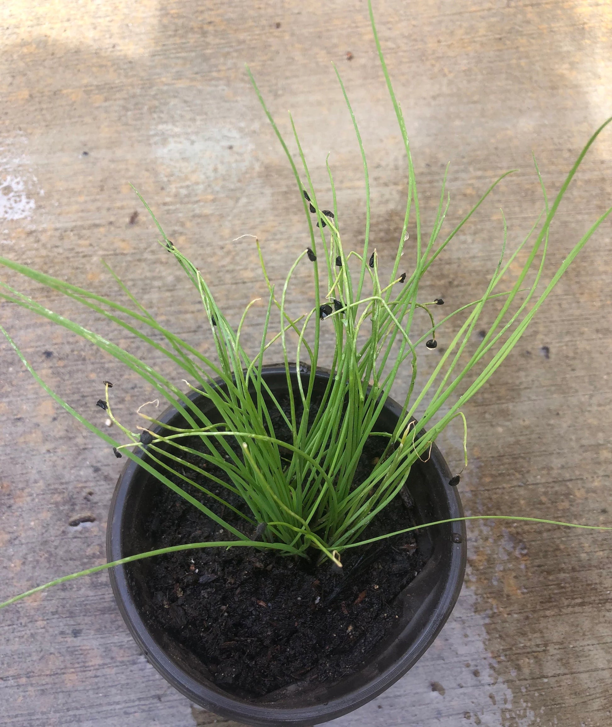 20+ Brown Root Garlic Chive Plants, Herbs, Organic Grow