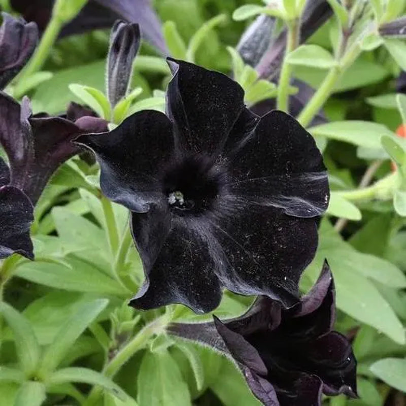 Black Petunia Plants, 4 Inch Pot Petunia Plants, Annual Flowers Plant