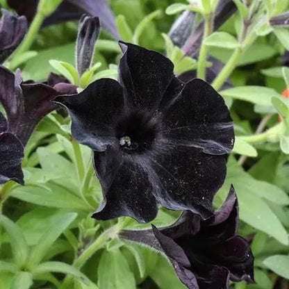 Black Petunia Plants, 4 Inch Pot Petunia Plants, Annual Flowers Plant