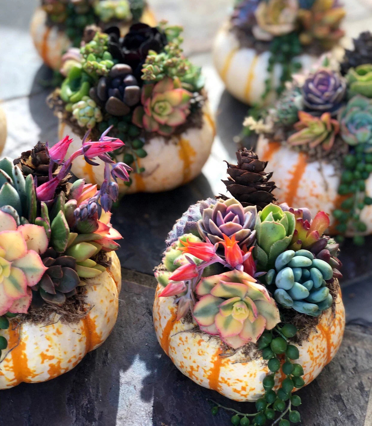 Succulent Pumpkin Tiger Striped Fall / Autumn Decor / Real Pumpkin & Succulents