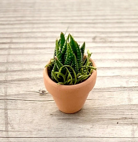 Mini Potted Succulent: Tiny Live Plant Gift, Baby Shower Favor