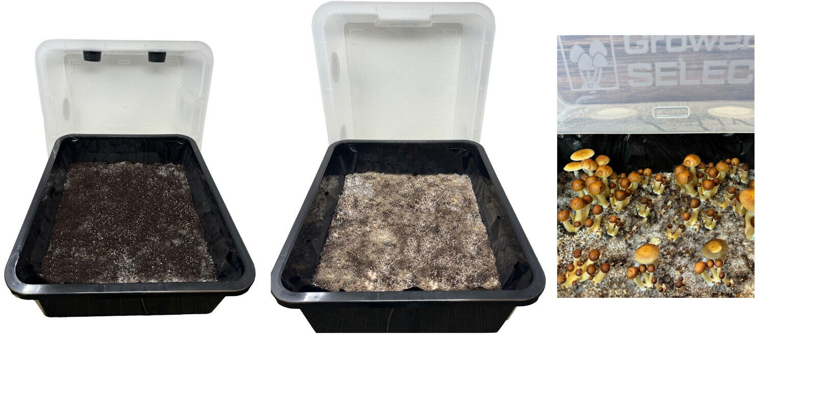Premium 5-Grain Mushroom Spawn Bags | Sterilized Grain Bags | Injection Ports