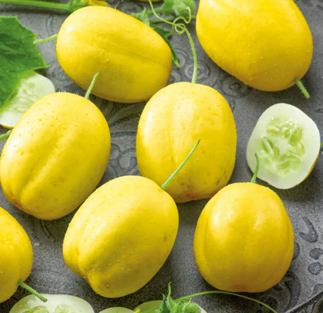 2 cucumber plants in a 4" pot /different variety of cucumbers/Japanes cucumber/ lemon cucumber/organic growth None GMO