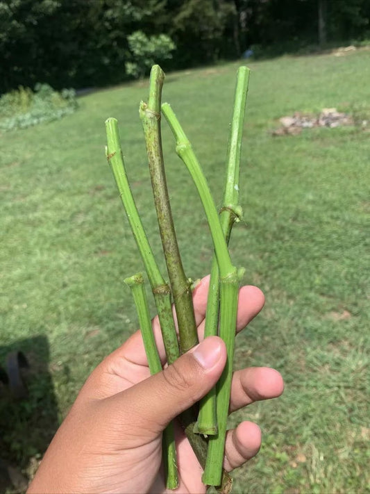 5 Fig Tree cuttings FRESH FROM Fruiting tree 8 in each cutting