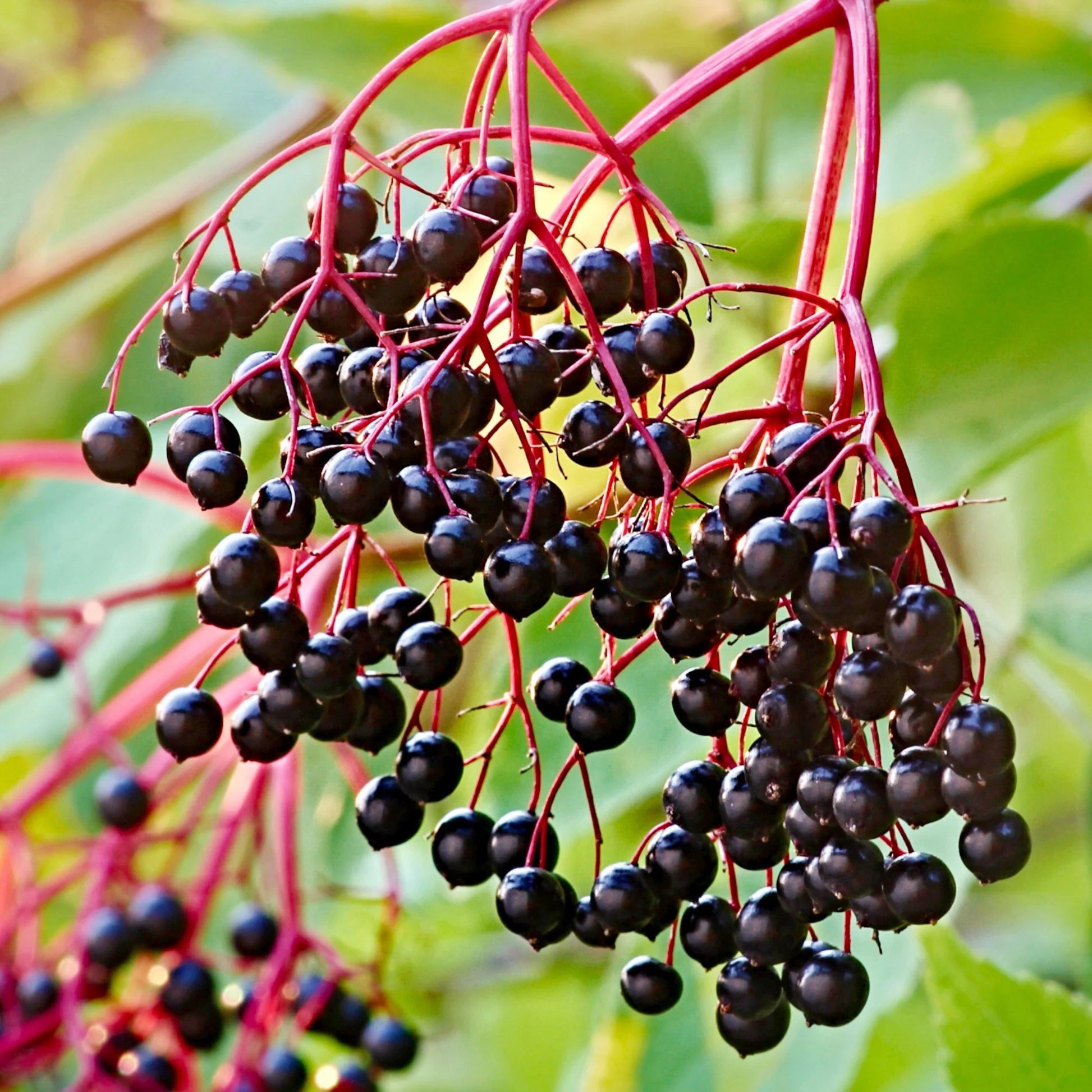 Elderberry Seeds - Organic, Heirloom, Open Pollinated, Non GMO - Grow Indoors, Outdoors, In Pots, Grow Beds, Soil, Hydroponics & Aquaponics