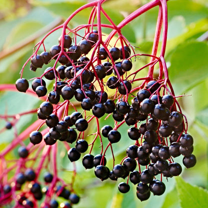 Elderberry Seeds - Organic, Heirloom, Open Pollinated, Non GMO - Grow Indoors, Outdoors, In Pots, Grow Beds, Soil, Hydroponics & Aquaponics