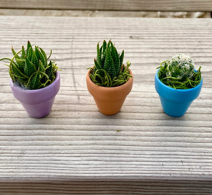 Mini Potted Succulent: Tiny Live Plant Gift, Baby Shower Favor