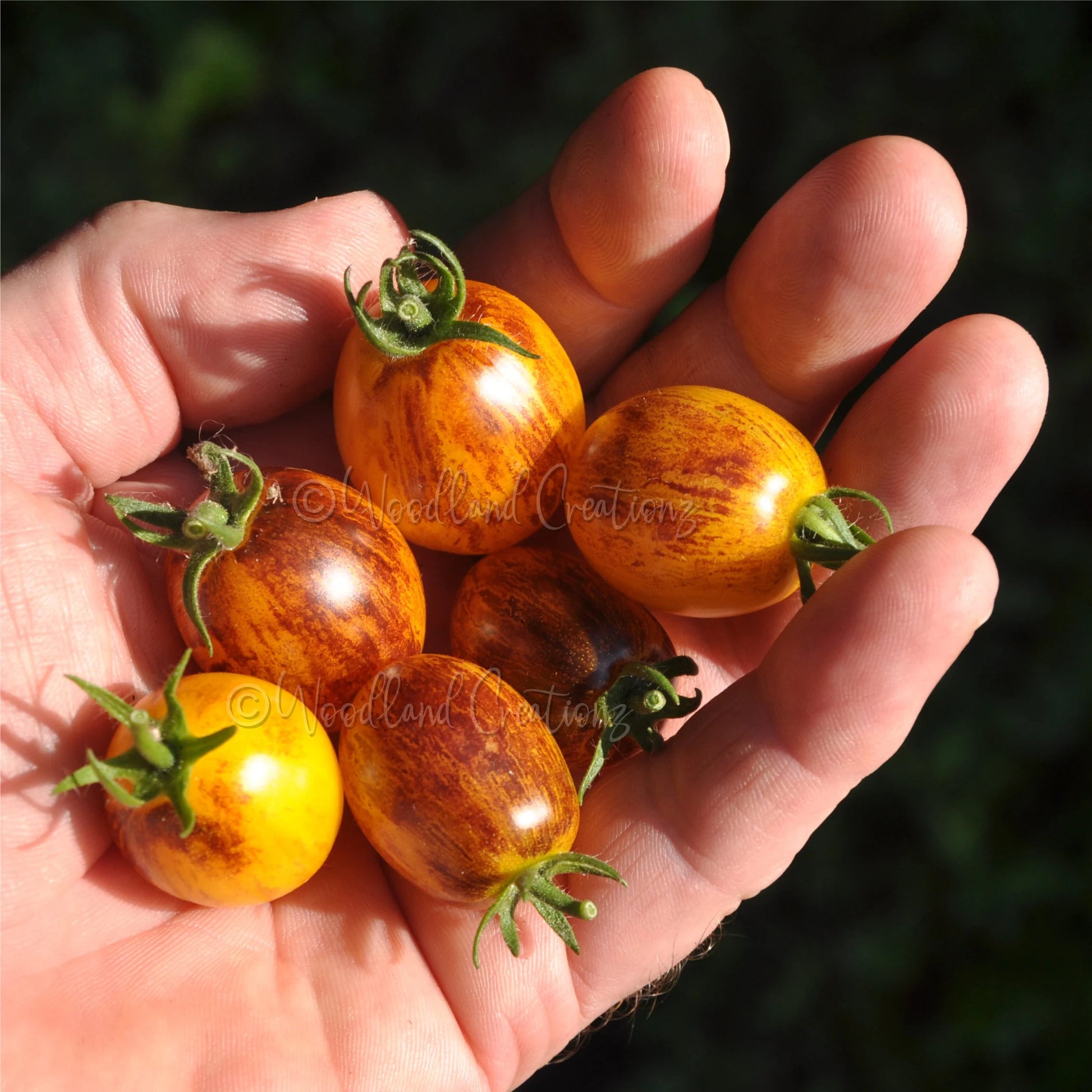 Golden Hour Tomato - Micro Dwarf Tomato Seeds - Sweet Yellow Tomatoes