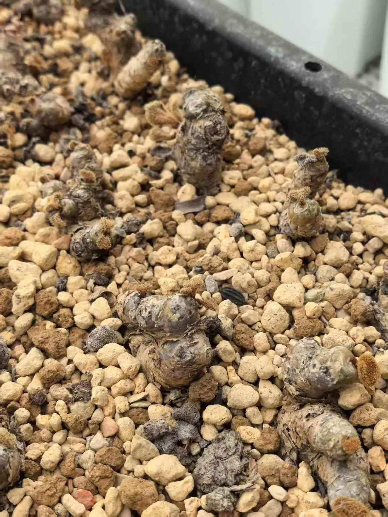 Tylecodon l Rare Succulent | Caudex Plant for Collectors | Unique Bonsai-Style Specimen | No Leaf
