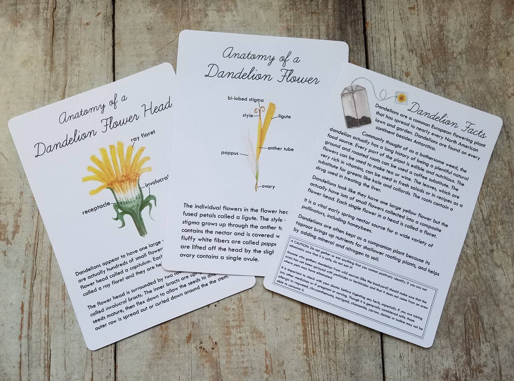 Dandelion Nature Study