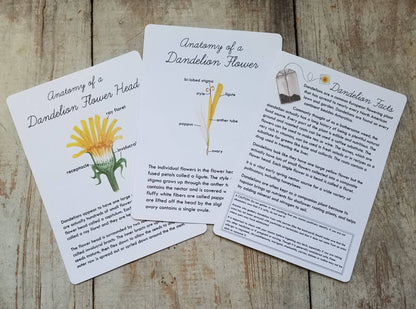 Dandelion Nature Study