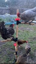 Freestanding Chicken Perch