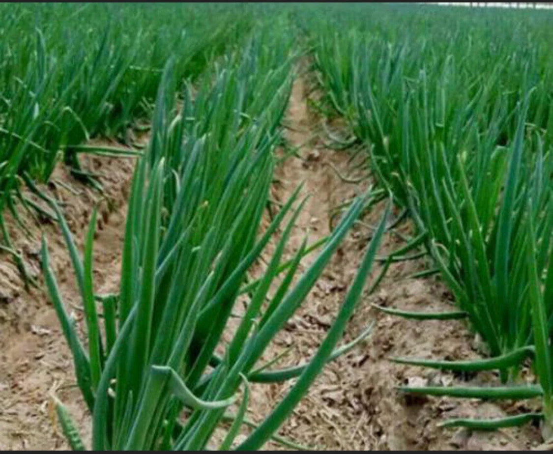 a bunch of 15 bare roots organic green onions/or live 20 plants in a 4” pot.  Green Chinese (ShanDong) Onion,  Allium Fistulosum