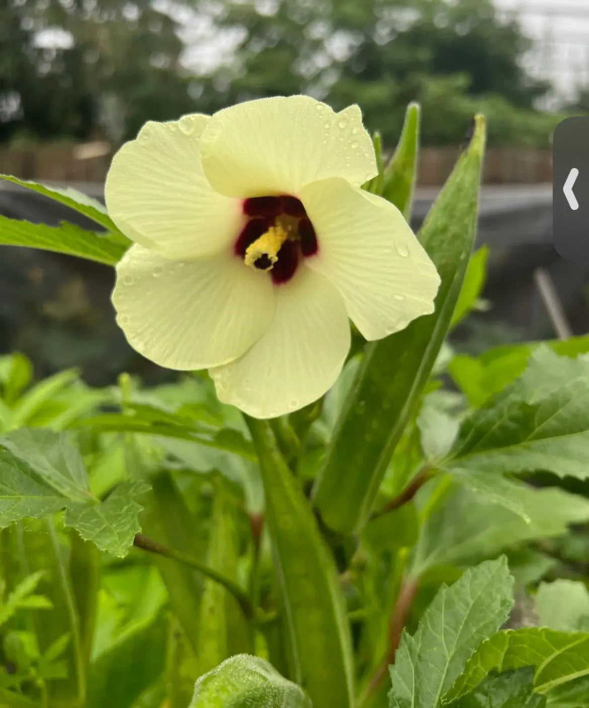 2 plants in a 4" pot/ red okra /green orka/ organic growth