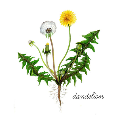 Dandelion Nature Study