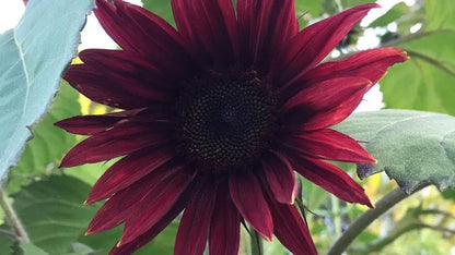 Chocolate Cherry Sunflower, Helianthus Annuum HA0425
