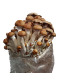 Myco Labs All in One Mushroom Grow Kit in a Bag (4 Lbs)