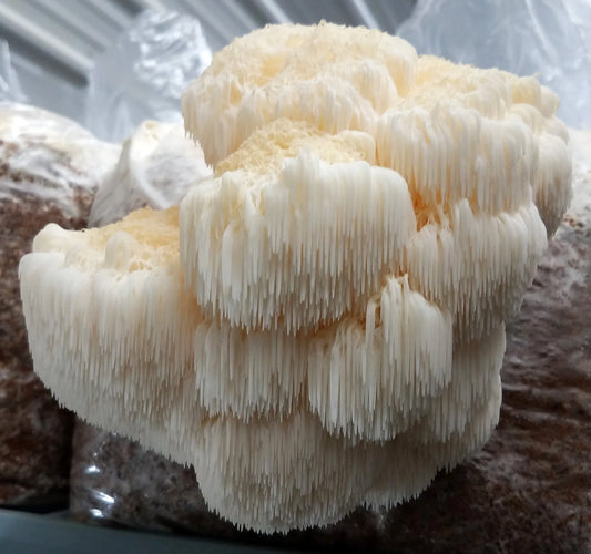 Lion's Mane Mushroom Culture