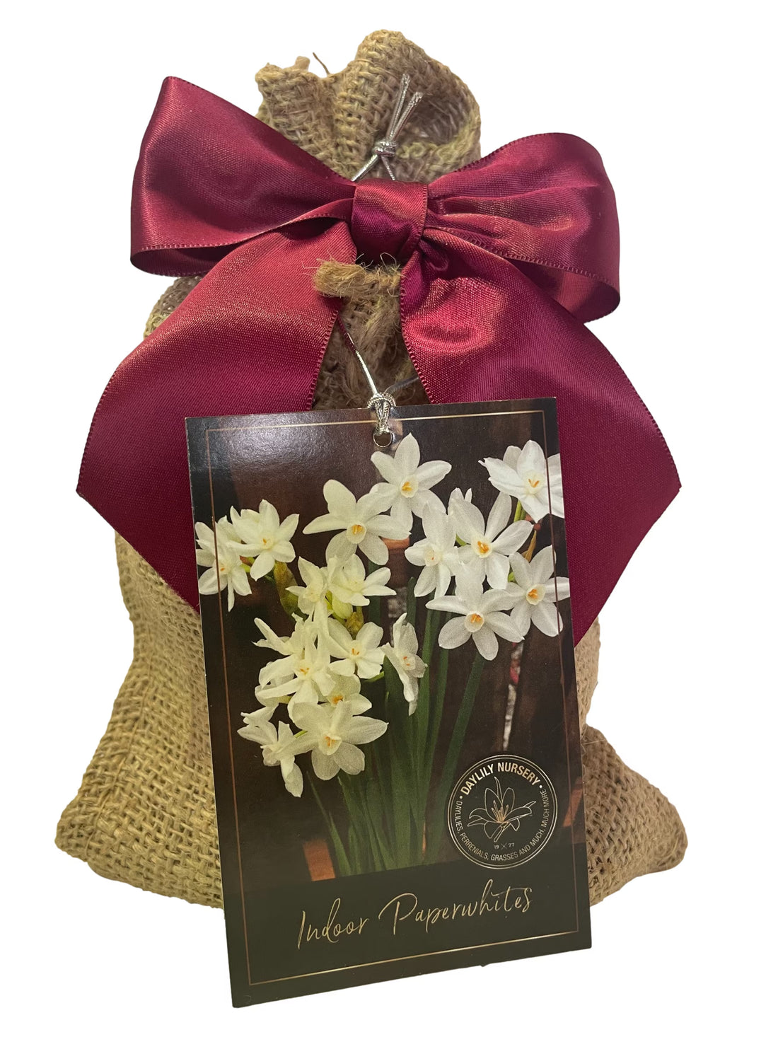 Ziva Paperwhites Gift with Satin Bow 13-15cm -5 Bulbs In a Beautiful Burlap Bag! Indoor Narcissus: Nice, Healthy Bulbs for Holiday Forcing!!
