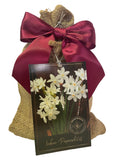 Ziva Paperwhites Gift with Satin Bow 13-15cm -5 Bulbs In a Beautiful Burlap Bag! Indoor Narcissus: Nice, Healthy Bulbs for Holiday Forcing!!