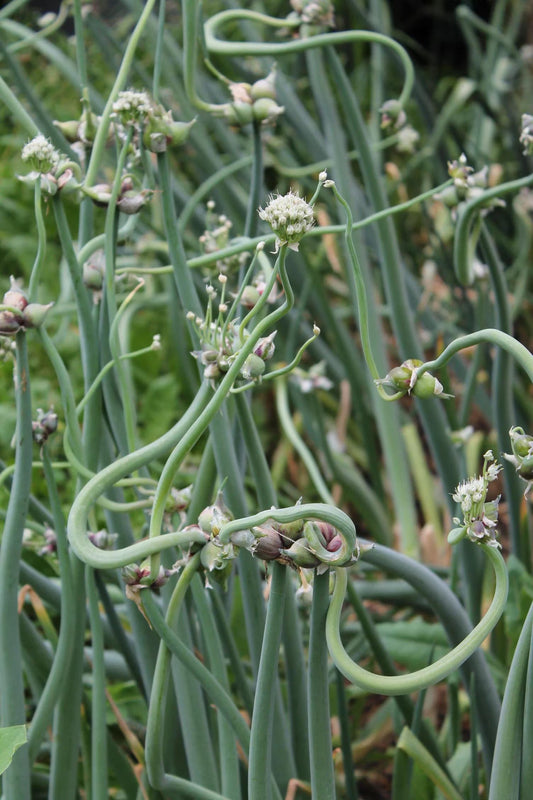 Egyptian Walking Onions Bulbils- Heirloom - Winter Onion, Tree Onion, Onion Root, Easy to Grow, Natural