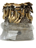 Myco Labs All in One Mushroom Grow Kit in a Bag (4 Lbs)