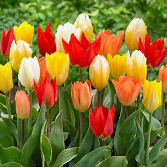 Jazz Mix Tulip Bulbs - Vibrant & Varied - A Symphony of Spring Color -  Different Types and Bloom Times - Fall Planting