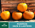 Jack O’Lantern Pumpkin Seeds – Heirloom Vegetable, Classic Carving Pumpkin, Non-GMO, Ideal for Halloween Decorations | 20 Seeds
