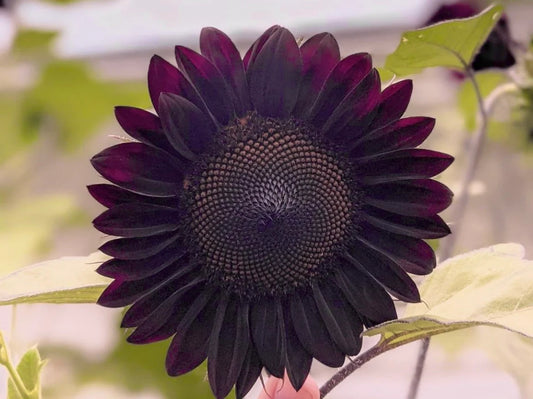 Black Beauty Sunflower Seeds, Helianthus Annuum HA0115