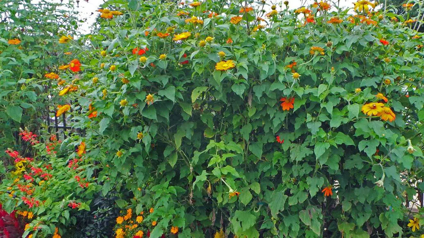 40 Orange Mexican Sunflower Seeds, Orange Torch, Tithonia Rotundifolia TI0140