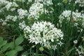 20+ Brown Root Garlic Chive Plants, Herbs, Organic Grow