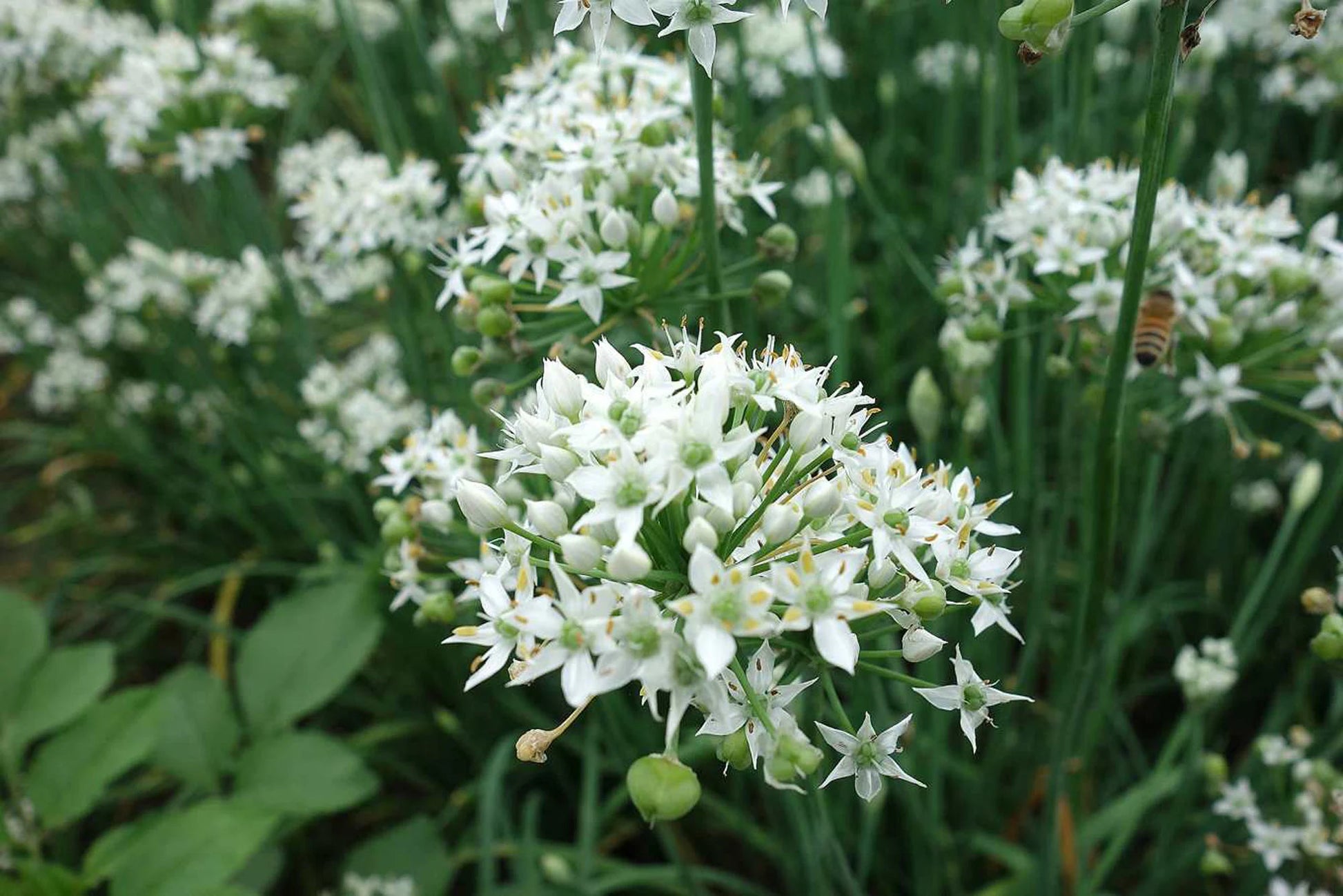 20+ Brown Root Garlic Chive Plants, Herbs, Organic Grow