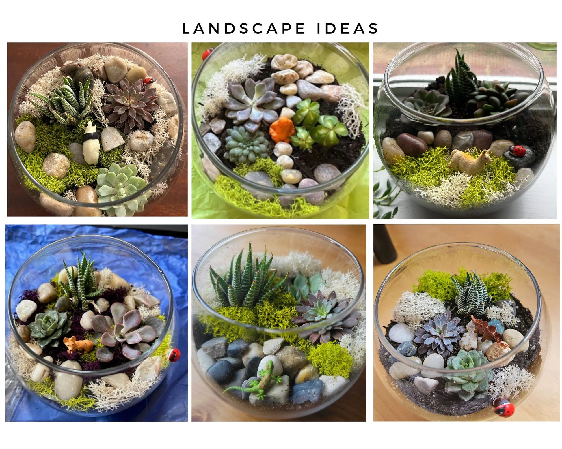 Terrarium Kit, Small Succulent Terrarium Kit, DIY Glass Terrarium, Terrarium Gift, DIY Plant Kit