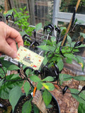 RARE Thai HALLOWEEN Chili Pepper Seeds Zombie Fingers Reaching Upwards 100,000+ Scoville Unique Creek Homestead Rare Exotic Chili Peppers