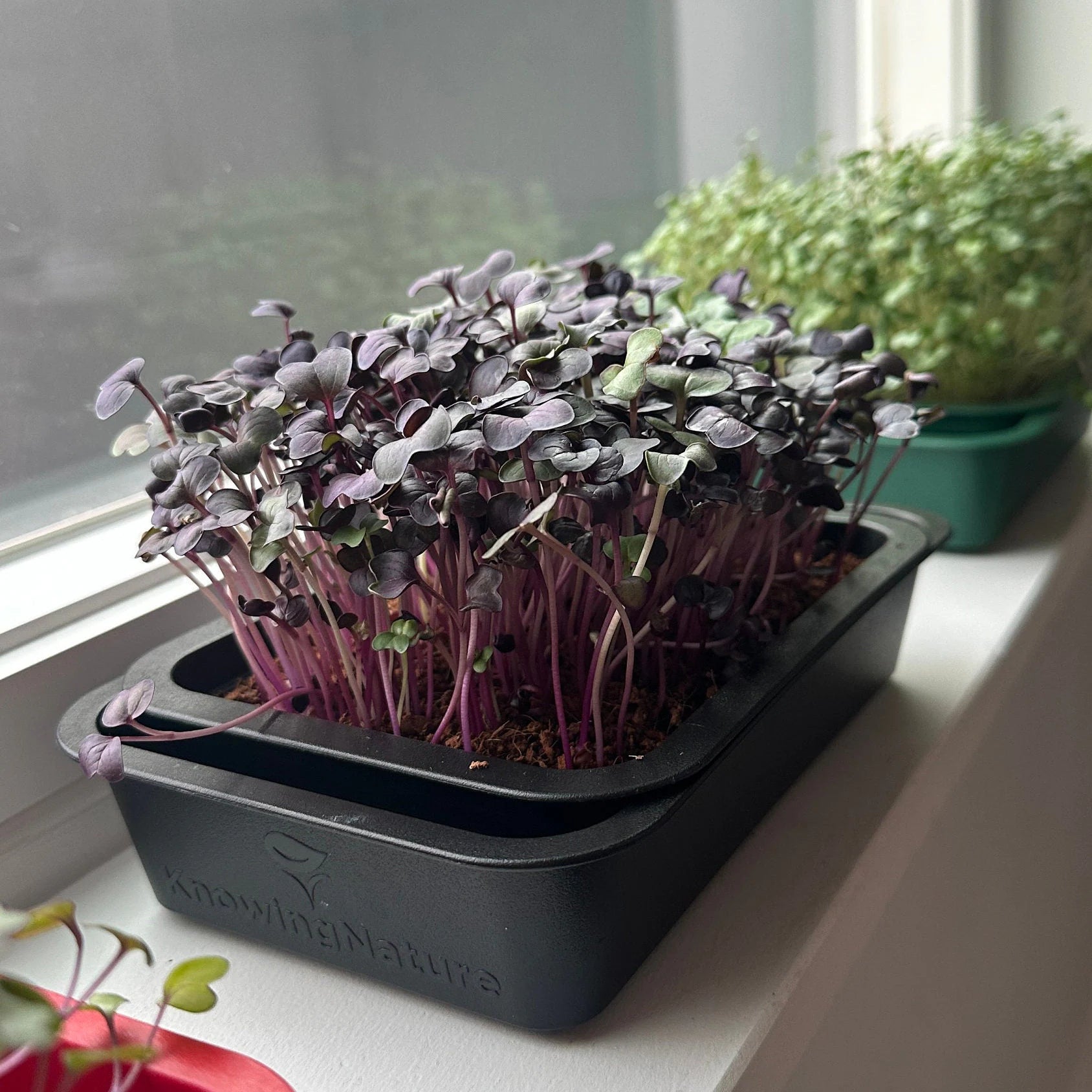 Reusable Windowsill Microgreens Planter + Tray, Food Safe, Dishwasher Safe, For Soil, Coco Coir or Peat, Easy to Bottom Water, Made in USA