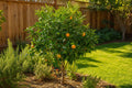 Young orange tree with small oranges growing in a sunny backyard