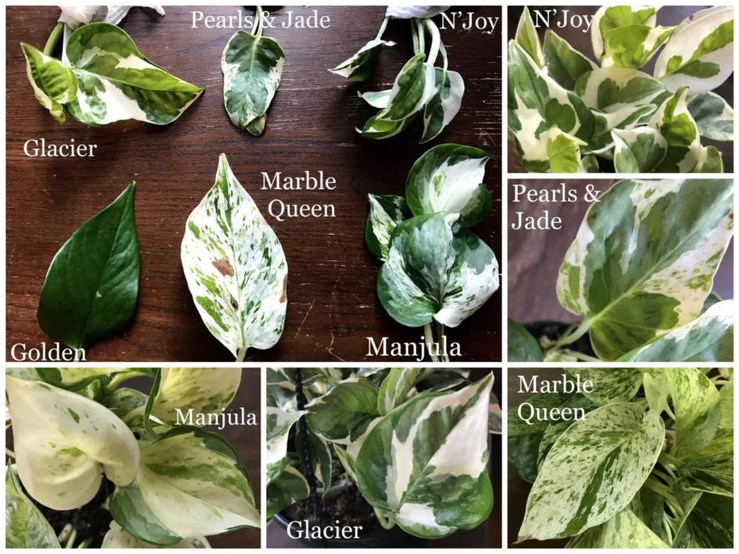 Pothos Cuttings: Popular/Common & Rare/Uncommon Pothos Epipremnum aureum Leaf Node Clipping Cut To Grow/Propagate New Plant ORDER MORE Save