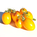 Golden Hour Tomato - Micro Dwarf Tomato Seeds - Sweet Yellow Tomatoes