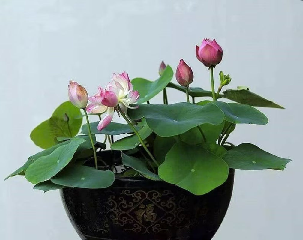 Sacred Lotus Bonsai Seeds, Pink Nelumbo Nucifera, For growing in Pond or Water Bowl NE8006