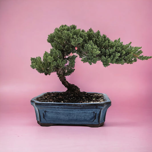 10yrs Juniper Bonsai Live tree Bonsai tree indoor plant outdoor plant gardener gift mothers day gift new home decor plant office decor plant