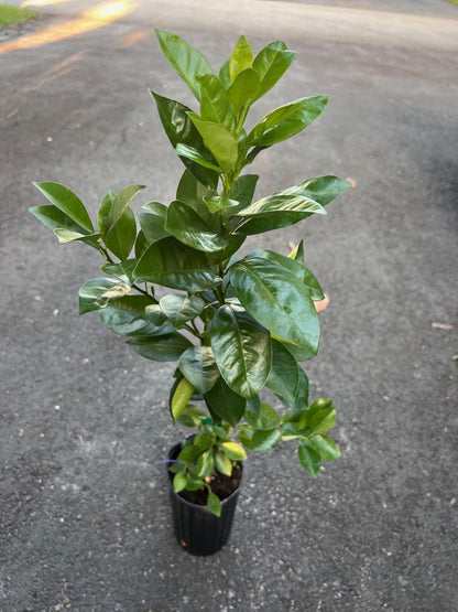 Sunburst Tangerine Tree in half Gallon Pot, Grafted,  Florida Shipping Only