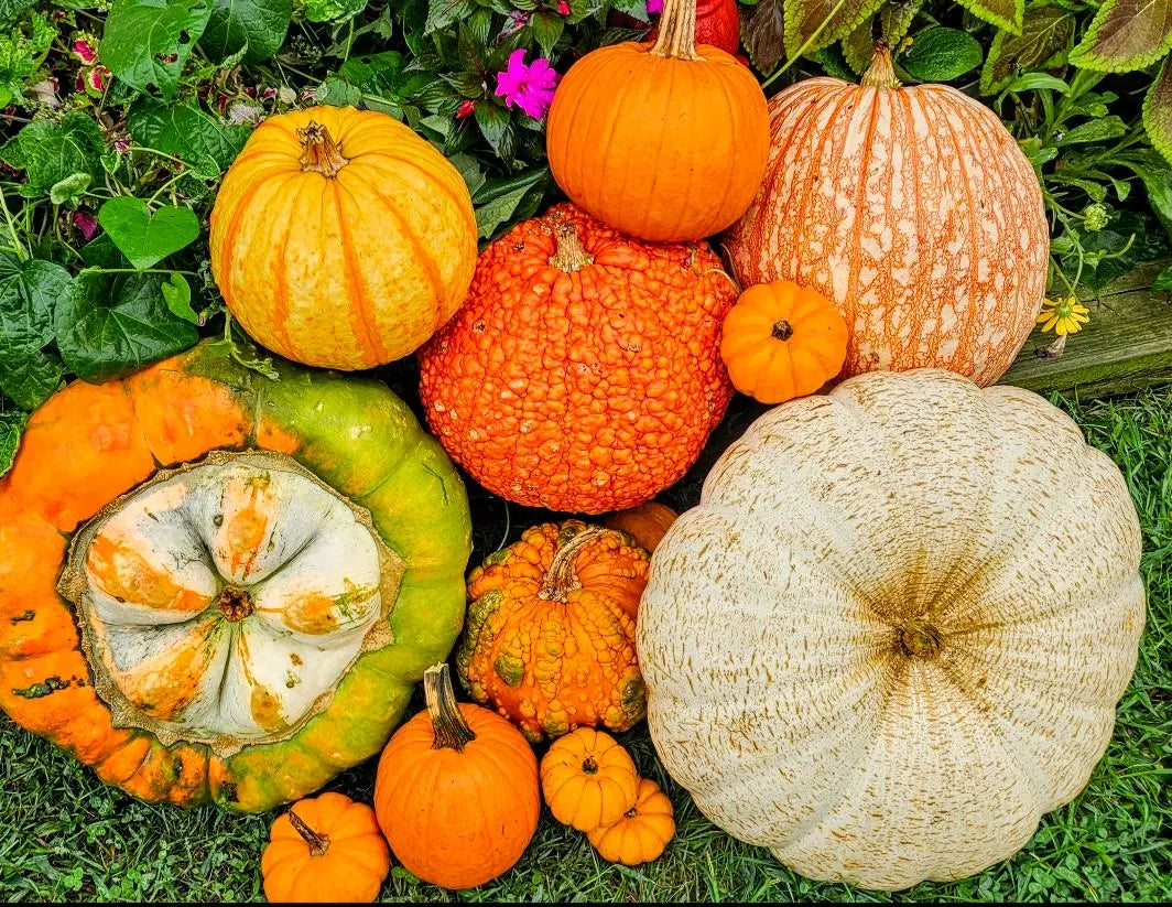 Mixed Pumpkin Seeds, Over 20 Different Types of Pumpkins, Non GMO, Organic